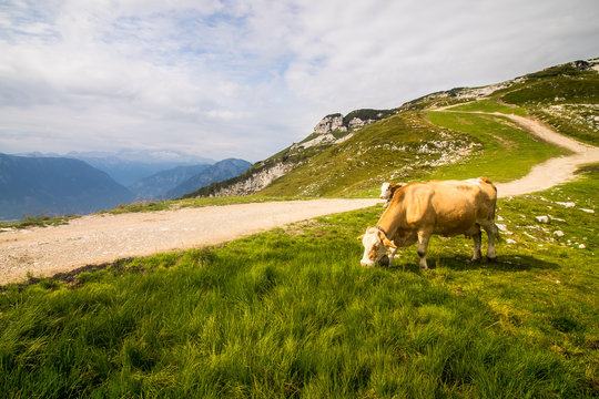 Cow on a pasture in Loseralm uder Attergogel peak in Altaussee village, Austria