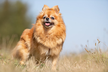 Fototapeta na wymiar Portrait of a happy dog