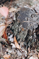 mushroom