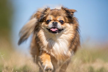 Portrait of a happy dog