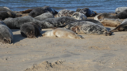 Grey Seal pup just been born on a beach in England