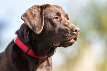 Portrait of a happy dog