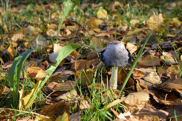 Inky mushroom (Coprinus comatus) among autumn dry tree leaves and green grass
