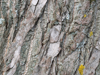 Old poplar bark texture with fragments of lichen