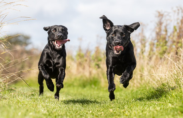 Portrait of a happy dog