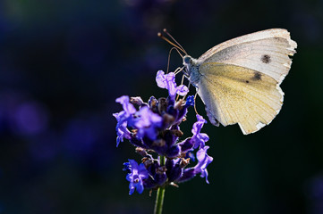 Schmetterling Natur