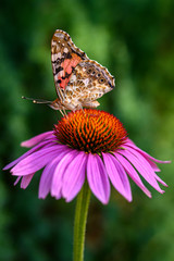 Schmetterling Natur