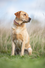 Portrait of a happy dog