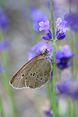 Fototapeta premium Schmetterling Natur