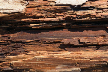 Old tainted wood texture. Rot wet log background