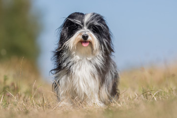 Portrait of a happy dog