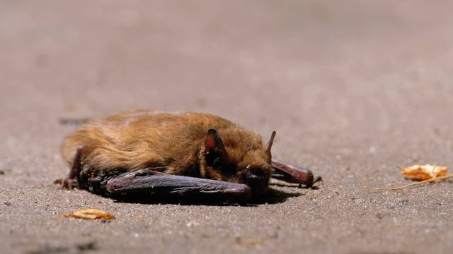 Brown Cute Bat Lying on the Ground. Summer day. Weakened bat.