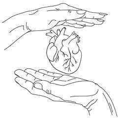 male and female hand and anatomical heart between them. vector lineart graphics, hand-drawn. symbolic image of care and protection, love. concept art for medicine, cardiology, heart health care.