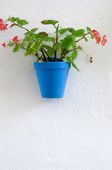 White wall with flower pots