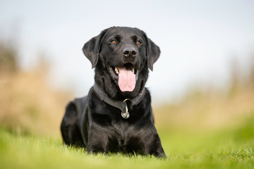 Portrait of a happy dog