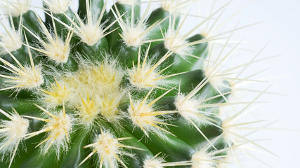 Echinocactus grusonii closeup view. Hedgehog cactus on white background. Top view. Closeup