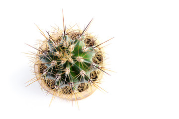 Potted cactus isolated on white background. Top view