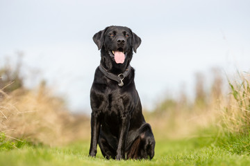 Portrait of a happy dog