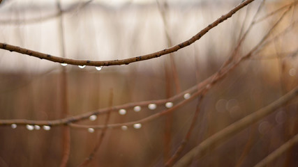 Rain drops on tree branches. Nature blurred background