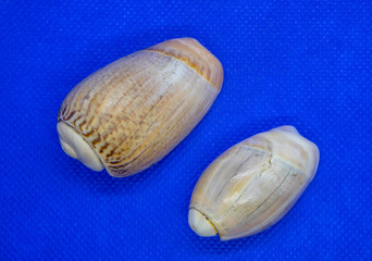 Conchas marinhas encontradas nas praias do Brasil e do Mundo