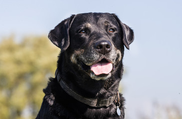 Portrait of a happy dog