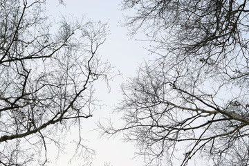 Crowns, branches of naked trees. 