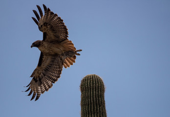 Hawk takes off cactus