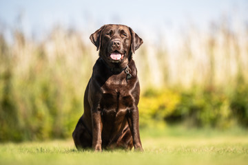 Portrait of a happy dog