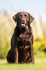 Portrait of a happy dog