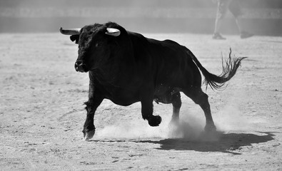 toro en españa con grandes cuernos