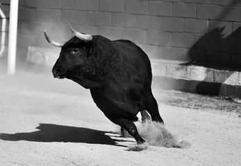 toro en españa con grandes cuernos
