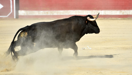 toro en españa con grandes cuernos