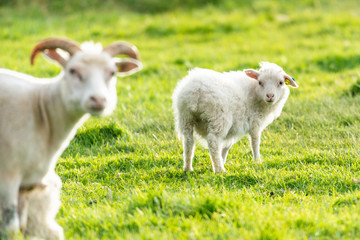 Naklejka na ściany i meble Adorable young baby lamb on green grass with unfocused mother lamb on the foreground