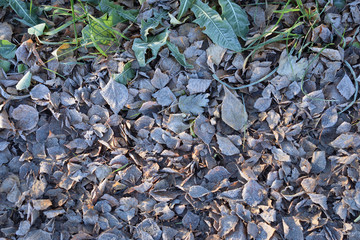 Old autumn leaves and green grass covered by hoarfrost. Early winter background