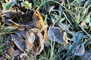 Old autumn leaves and green grass covered by hoarfrost