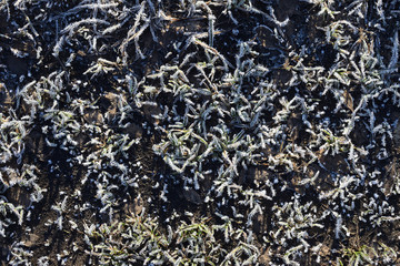 Frozen grass and brown leaves on the ground. Grass covered by hoarfrost