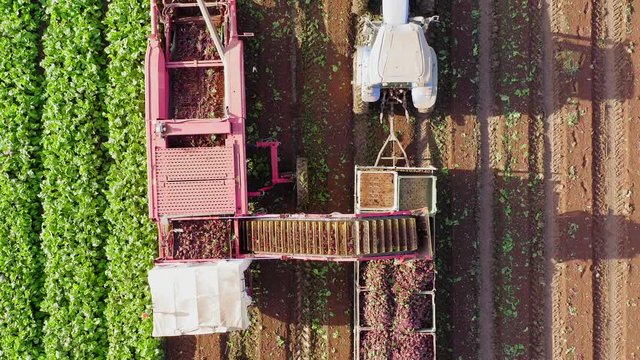 Sugar Beet root Harvesting process, Early morning aerial follow footage.