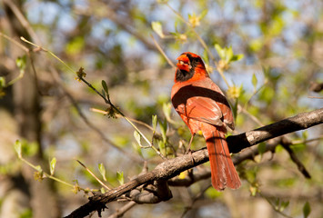 cardinal rouge