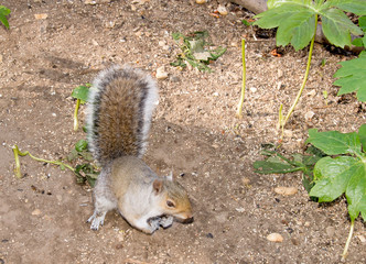 petit ecureuil