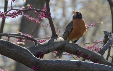 oiseau