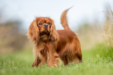 Portrait of a dog