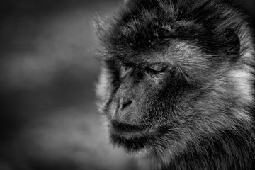 Tier Affe Makak schwarz weiß