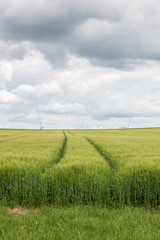 Obraz premium Big grainfields in the middle of the german countryside