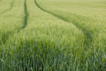 Big grainfields in the middle of the german countryside