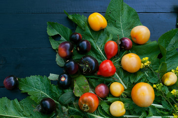 composition with ripe delicious red and black tomatoes