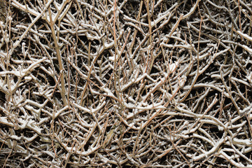 Willow tree naked branches covered by white snow. Dark evening. Side view
