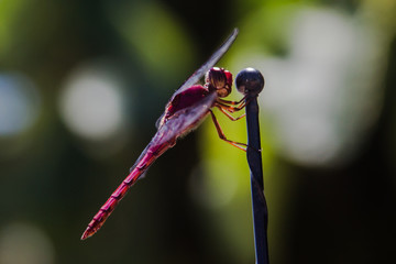  dragonfly perched on car antenna