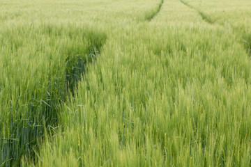Big grainfields in the middle of the german countryside