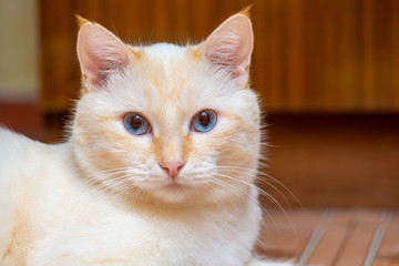 Portrait of a blue-eyed cat with milk-colored wool and tassels on the ears