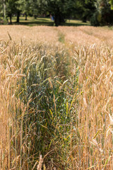 Big grainfields in the middle of the german countryside